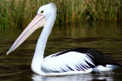 Observação de Aves