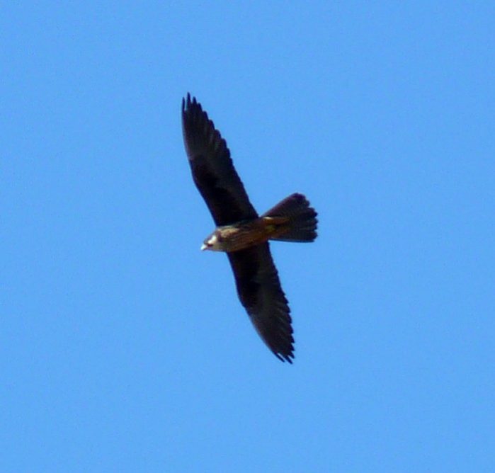 tilos grecia aves