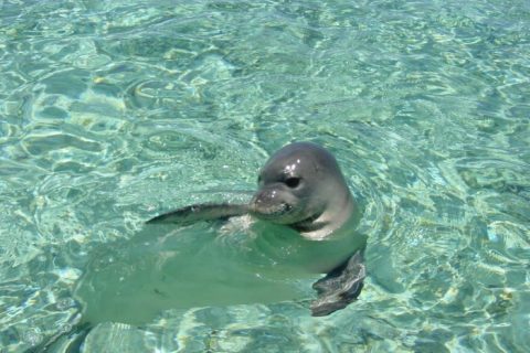 alonissos parque marinho